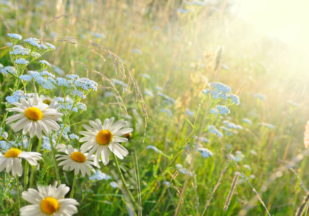 Wildblumenwiese mit Gänseblümchen im Vordergrund - Hier soll die Heilkraft der Natur bildlich verdeutlicht werden