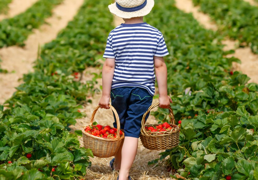 Ein kleiner Junge wird von hinten fotografiert. Er trägt in jeder Hand einen prallgefüllten Erdbeerkorb in einem Erdbeerfeld.